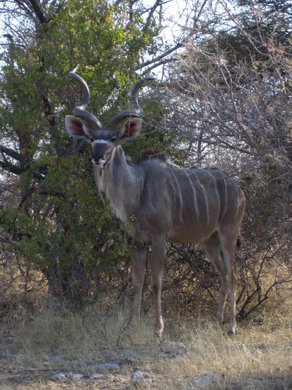 Männlicher Kudu