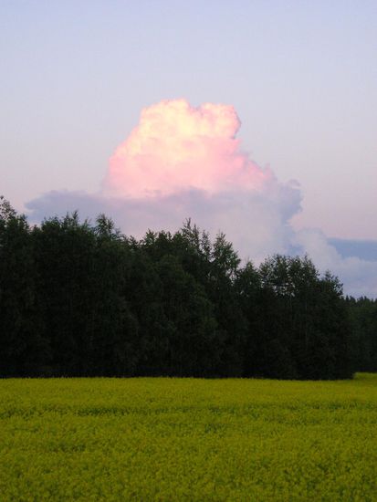 Irgendwann spätabends in unserem Rapsfeld