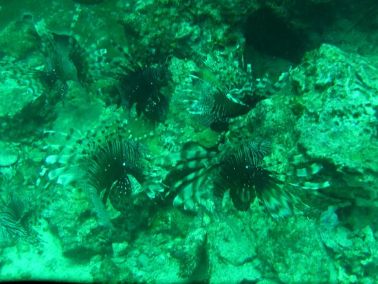 Unterwasserwelt Koh Ha