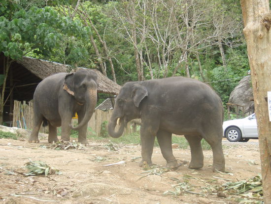Elefanten auf dem Weg nach Kata