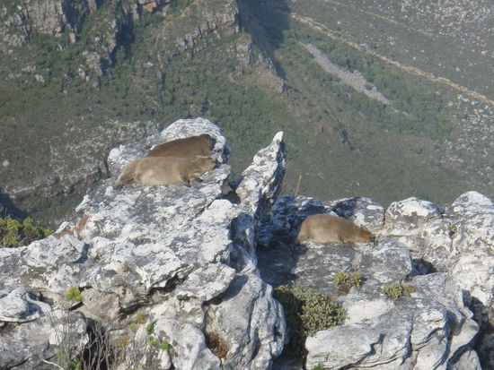 Dassies - Klippschliefer