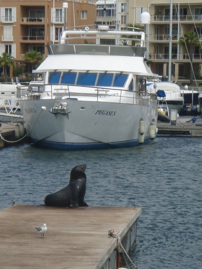 Eine Robbe an der Waterfront