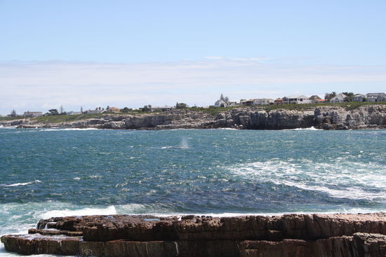 Hermanus - und die Wasserfontäne eines Wals