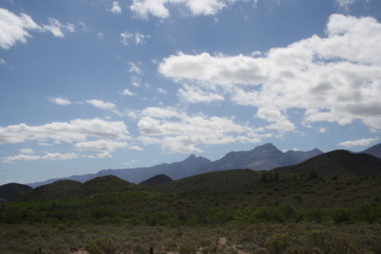 Weinberg in der Kleinen Karoo