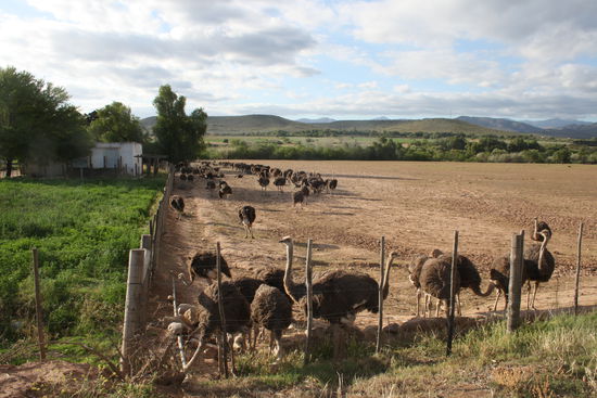 Straußenfarm Oudtshoorn