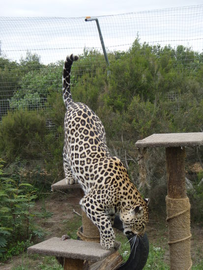 Leopard