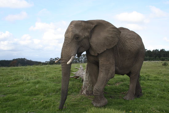 Knysna Elephant Park