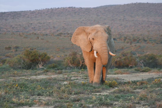 Sarazin der Elefantenbulle