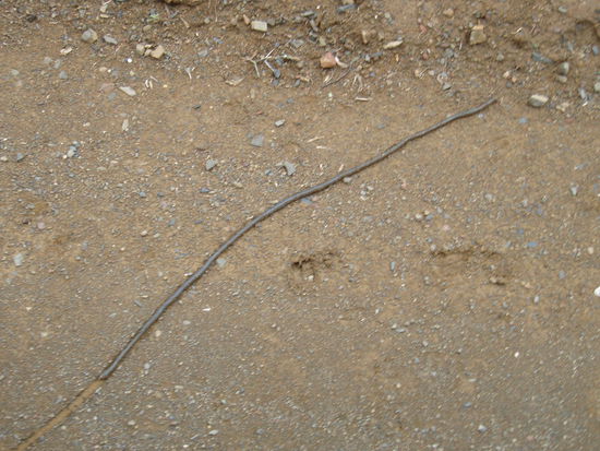 Riesenregenwurm (ca. 80cm lang)