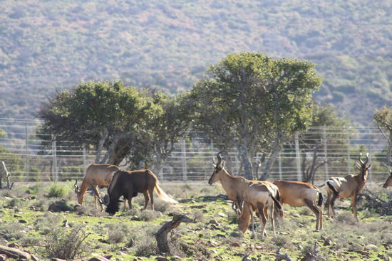 Ein Gnu zwischen Kuhantilopen