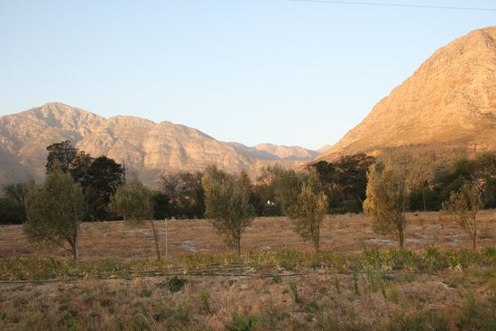 Lavender Farm Fraschhoek