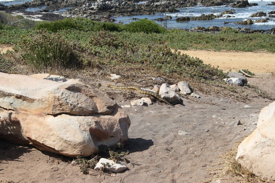 Puffotter in Betty's Bay