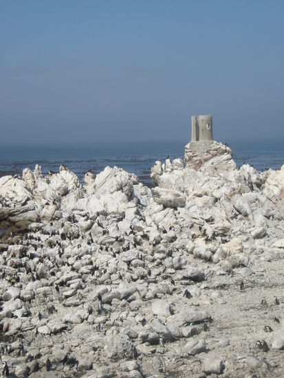 Pinguin-Kolonie Betty's Bay