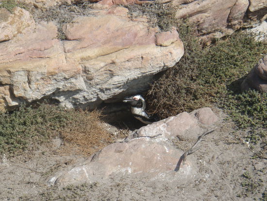 Pinguin in seinem Nest