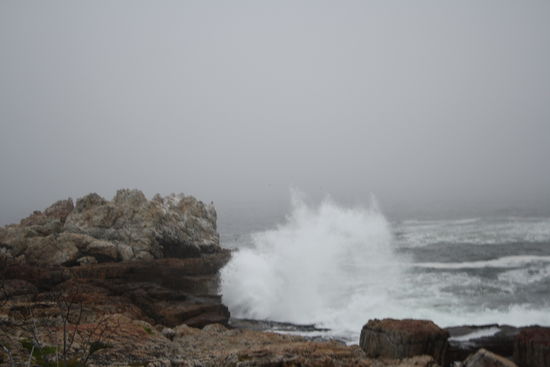 Whale Path, Hermanus