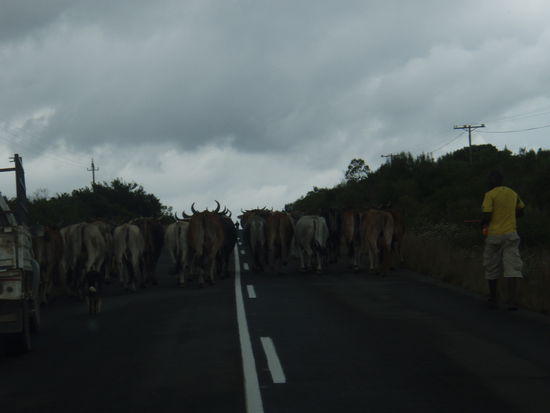 Kuhherde auf der Landstraße