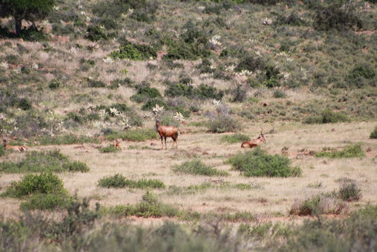 Kuhantilopen im Camdeboo National Park