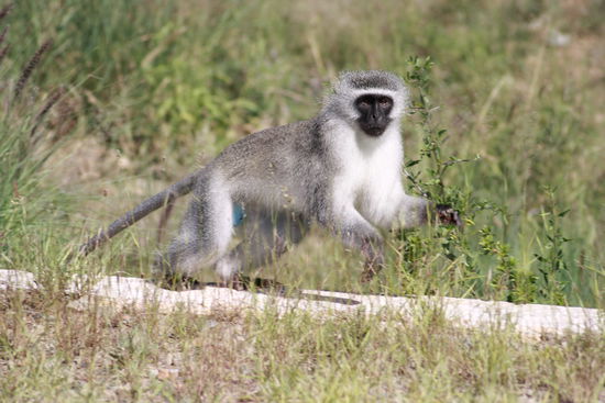 Süßes Äffchen im Camdeboo NP