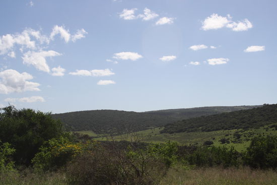 So grün kann die Karoo sein...
Zwischen Olifantskop Pass und Paterson