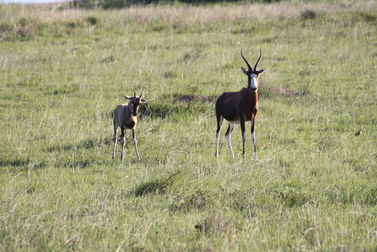 Blessbock mit Jungtier