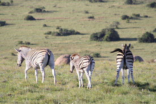 (Pinkelnde) Zebras