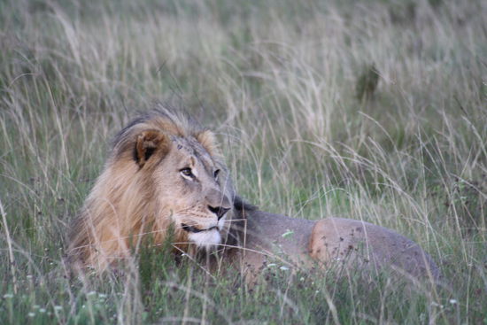Fast wie ein Kuscheltier...