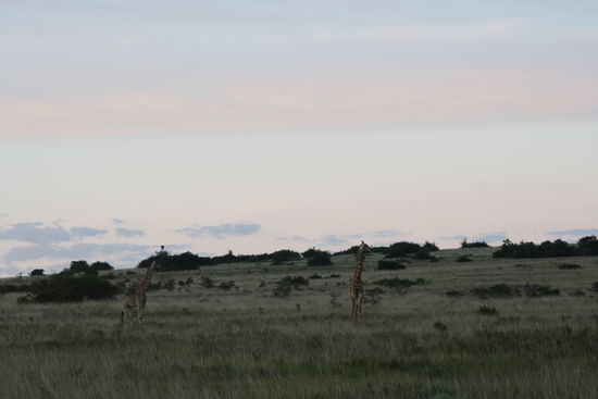 Giraffen im Morgengrauen