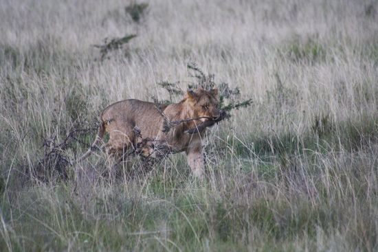 Die Löwin noch ganz verspielt...