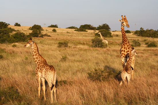 Giraffenfamilie