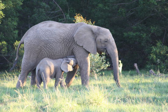 Da hat wohl jemand Hunger 
