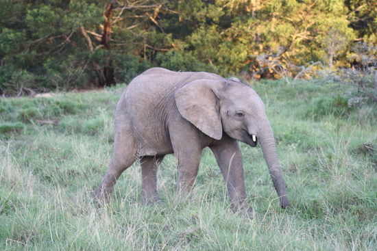 Ein süßer, kleiner Babyfant