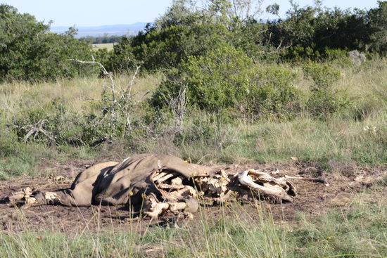 Nach ca. 4 Wochen ist von einem toten Nashorn nicht mehr viel übrig