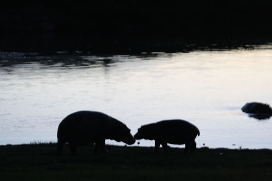 Nilpferde im Zwielicht
