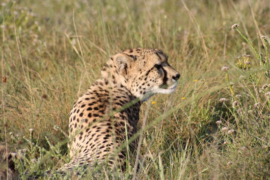Gepard