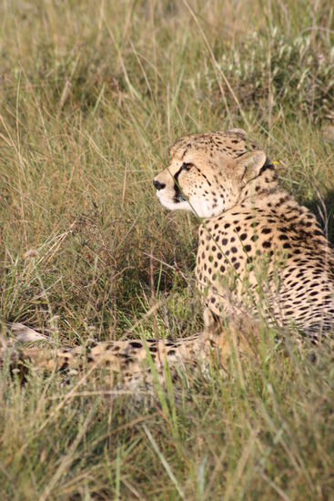 Das Männchen döst, das Weibchen wacht