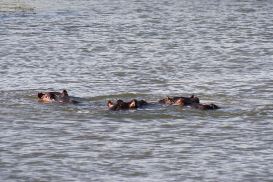 Flusspferde im Kichaka-Wasserloch