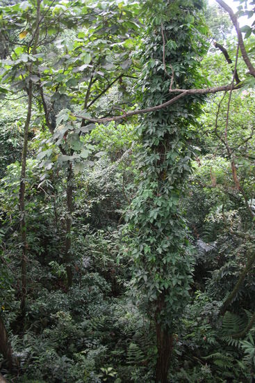 Urwald mitten in der Stadt