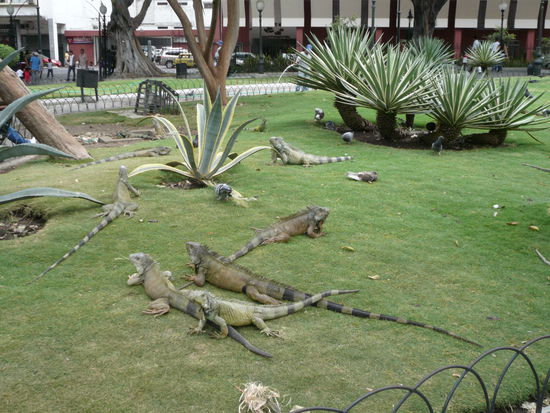 Parque Bolivar, mit vieli vieli Leguane