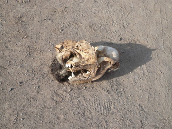 Das wahr mal ein Tier, was fuer eins??? no se