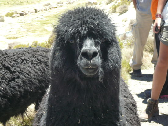 hahahaha, mir choend euis stundelang vergroelle ab dem Foti