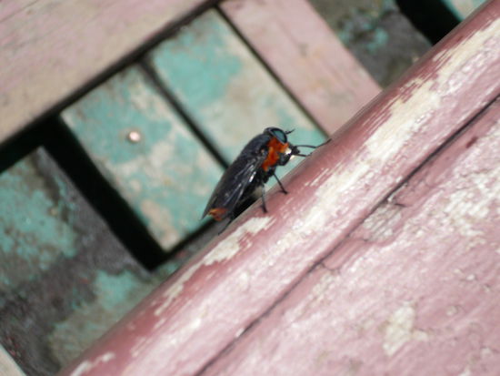 scheiss Stechfliegen