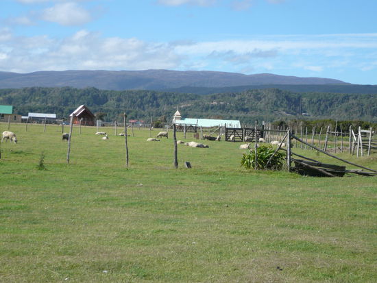 unsere kleine Schoeffli Farm