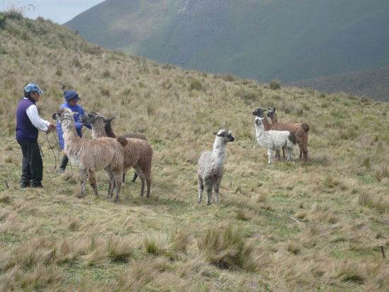 Alcapas, zum Fotografiern sehr teuer, aber dieses Bild wahr gratis, hihihihi