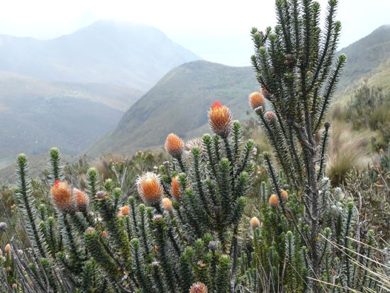 Ecuadoriansche Alpenrose
