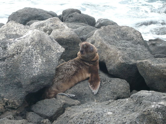 joehhhhh, ich han mich so verliebt i die Tier, dass merkeder jetzt daenn...