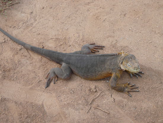 wauw, so schoeni Tier