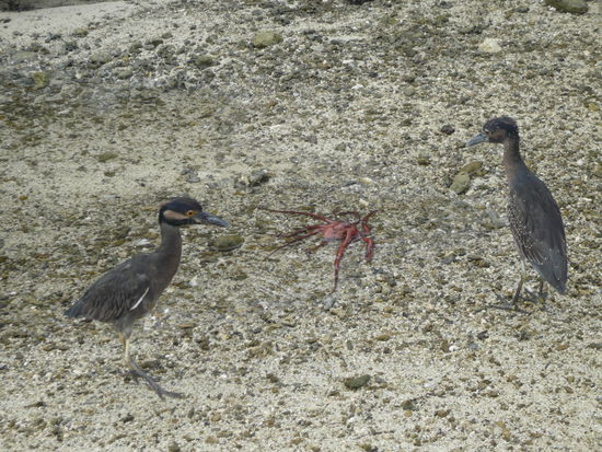 Was isch srote?? En Tintefisch, unglaublich, aber es isch so. Mir haend en daenn grettet und wieder is Meer bracht, bevor die boese Voegel ihn aessed.