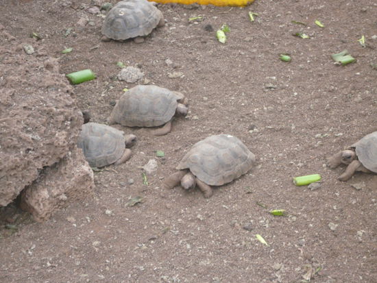 Pequeño Tortuga