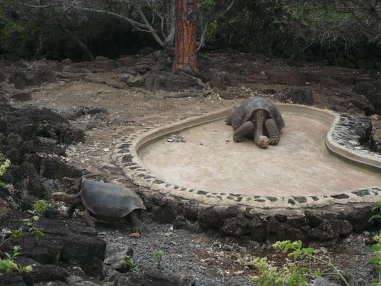 grande Tortuga, George