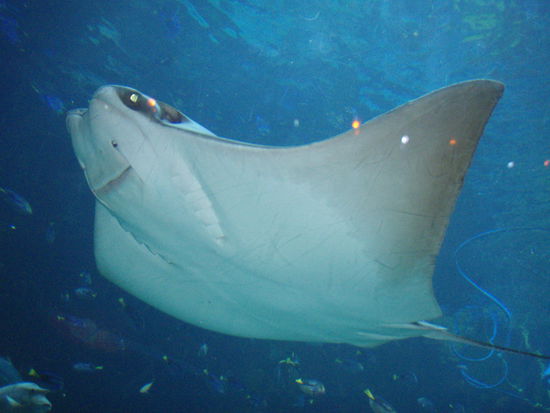 Der grinst doch oder?